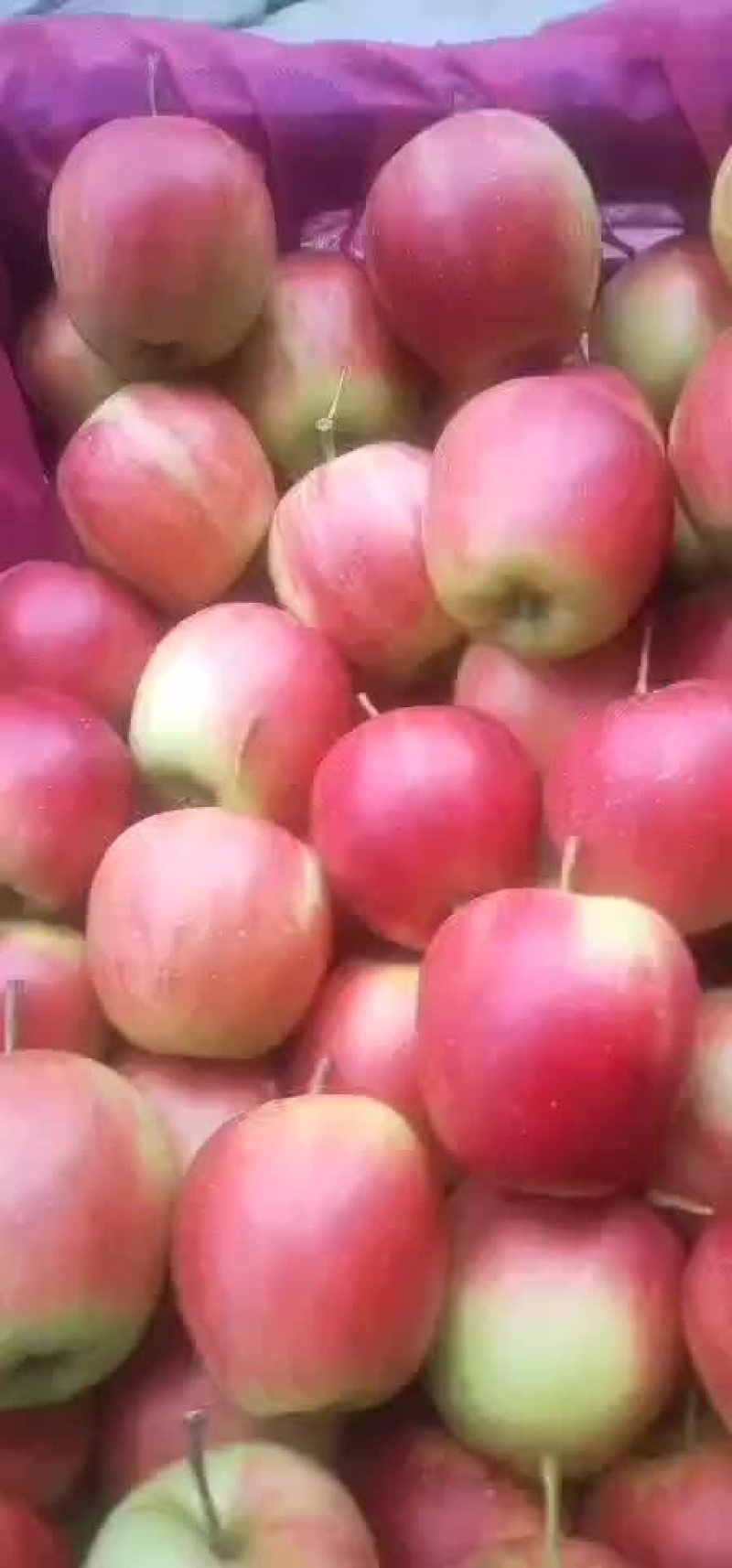 123苹果