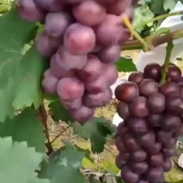 葡萄