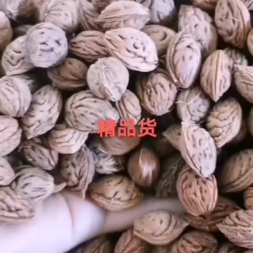 精品毛桃种子，新货以上