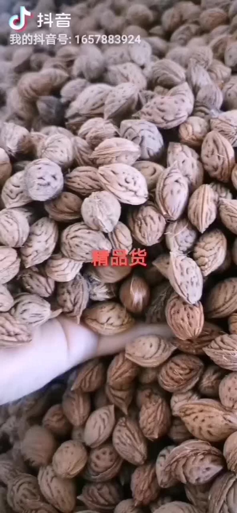 精品毛桃种子，新货以上