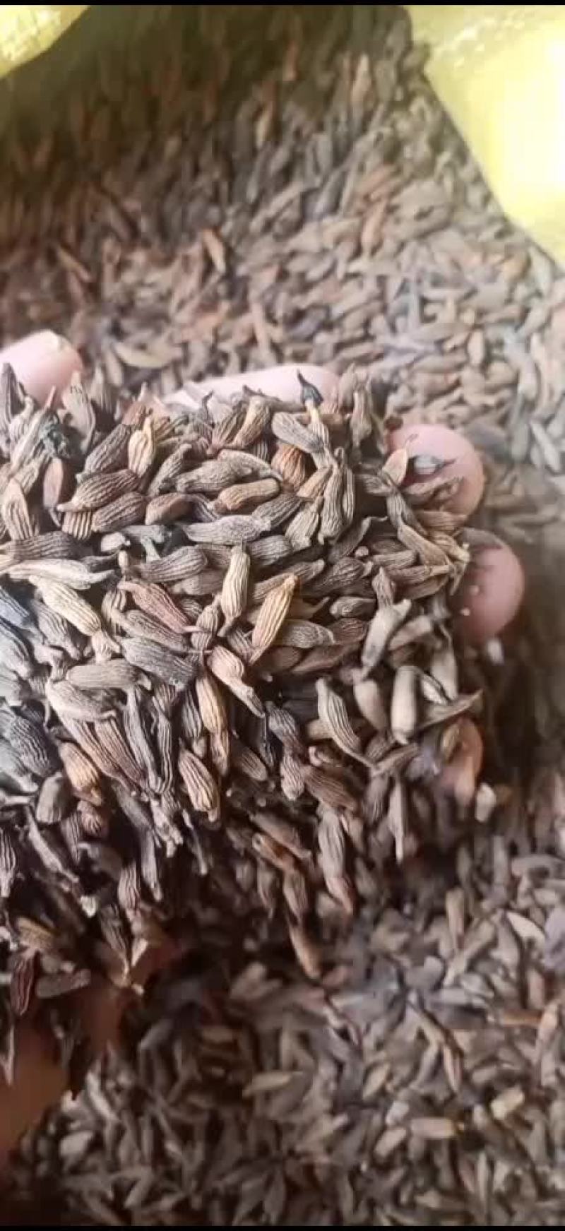 红花百部种子（不需要传粉的红花百部）