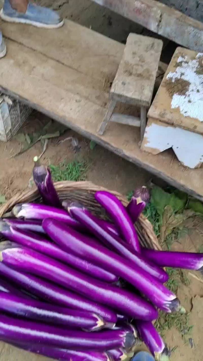 精品广茄