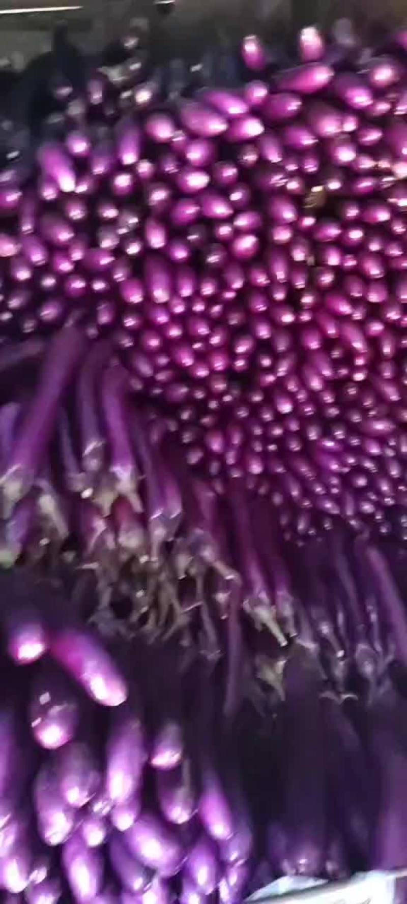 精品广茄