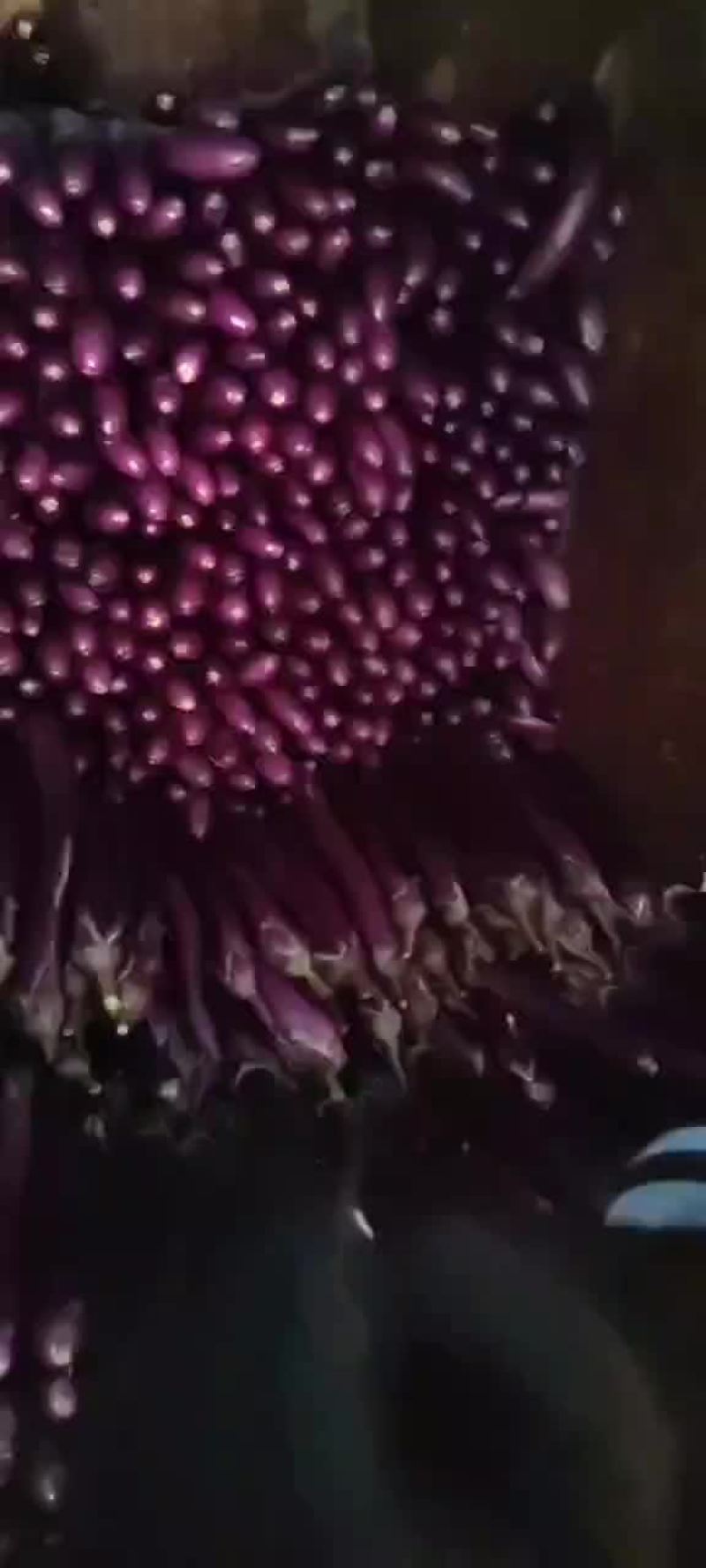 精品广茄