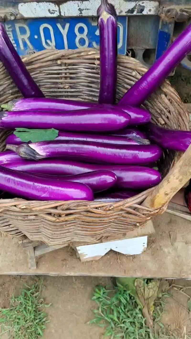 精品广茄