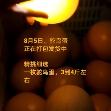 鸵鸟蛋