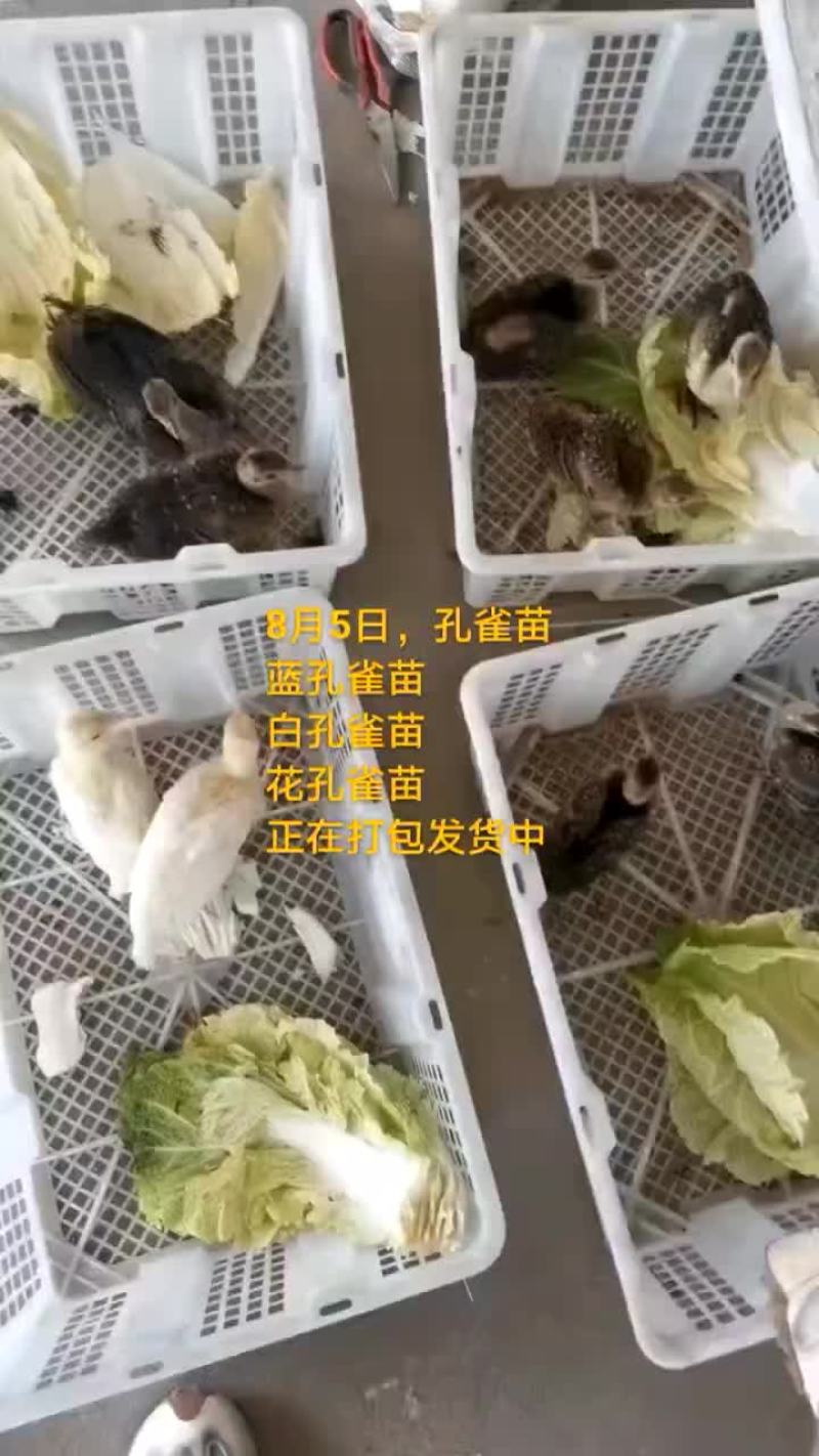 鸵鸟蛋