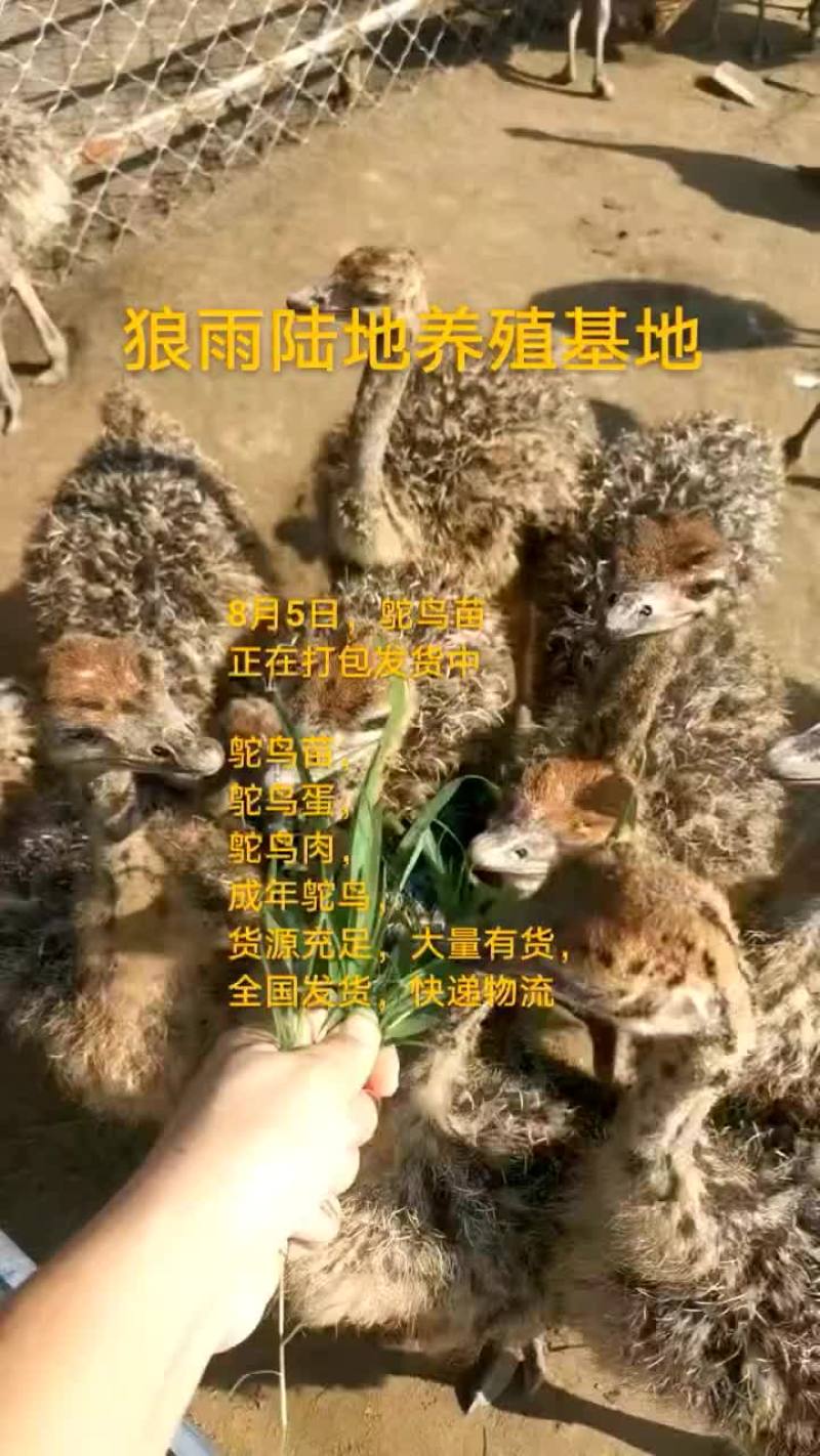 鸵鸟蛋
