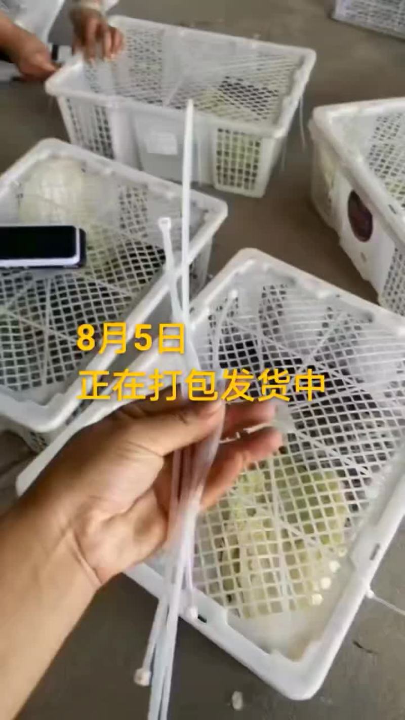 鸵鸟蛋