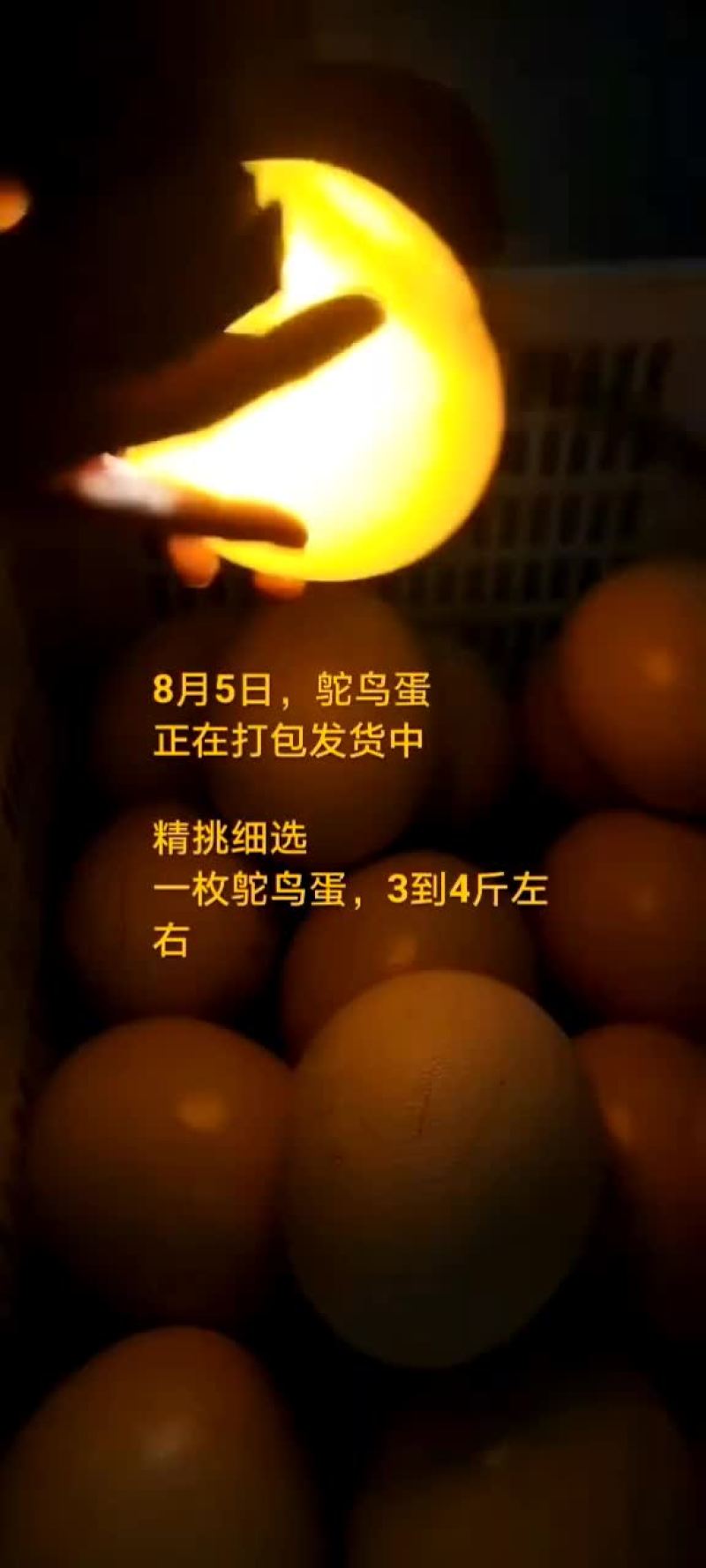鸵鸟蛋