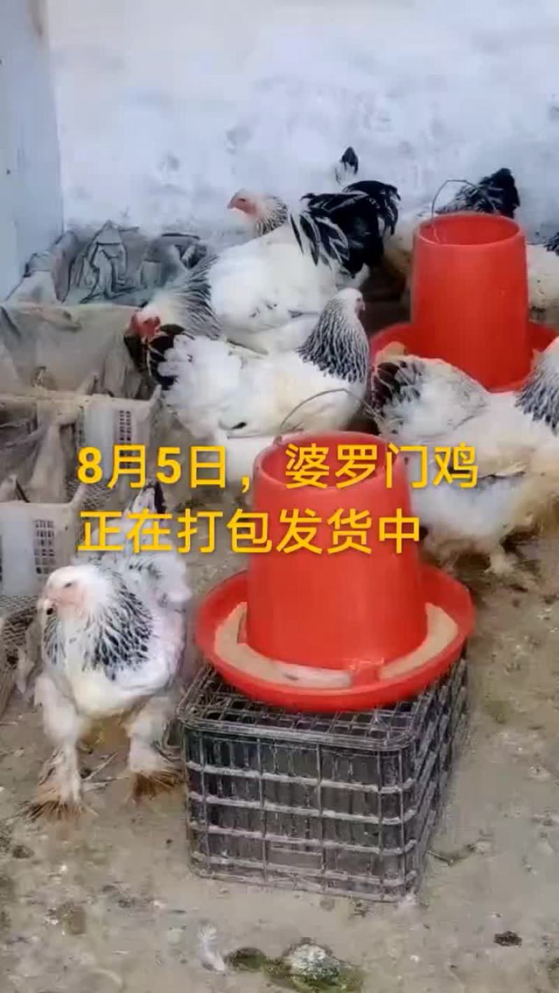 鸵鸟蛋