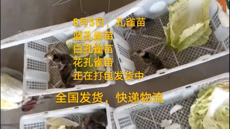 鸵鸟蛋
