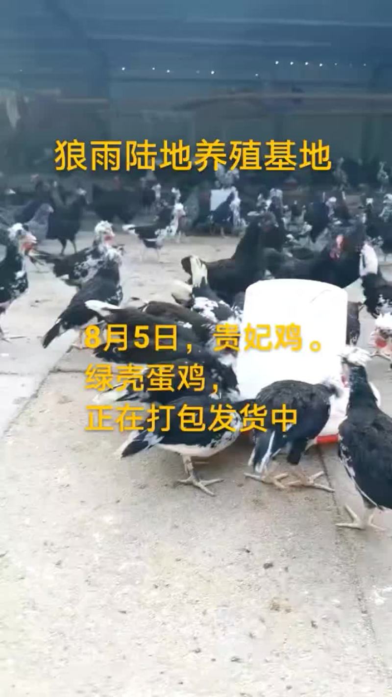 鸵鸟蛋