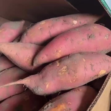 唐山密薯