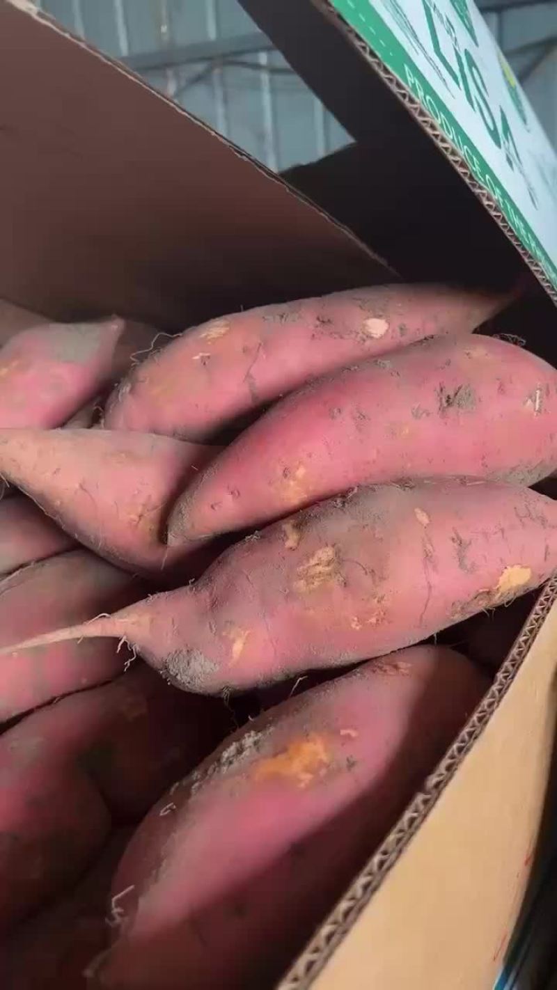 唐山密薯