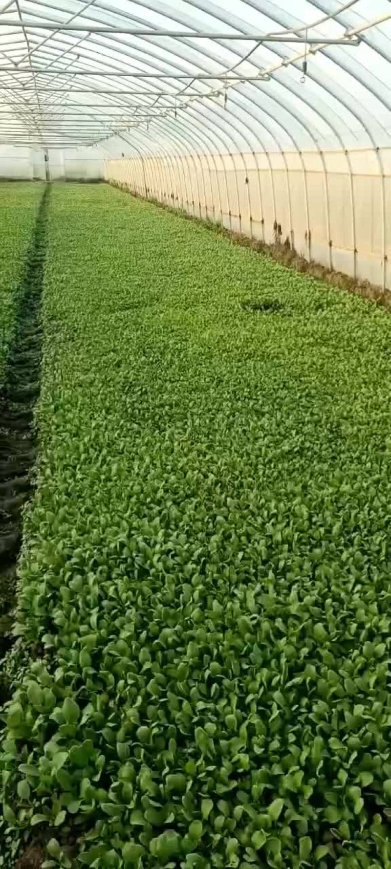 鸡毛菜大量上市啦