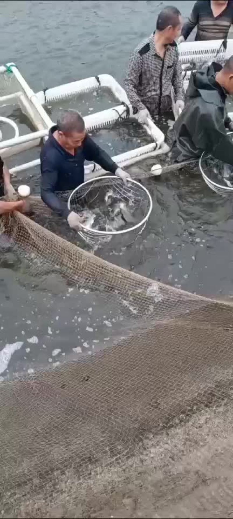 鲫鱼中科5号