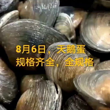 天鹅蛋