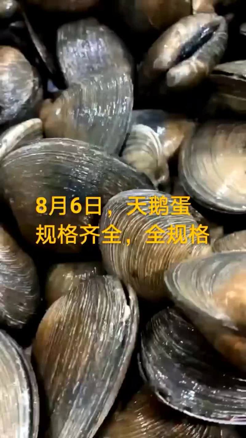 天鹅蛋