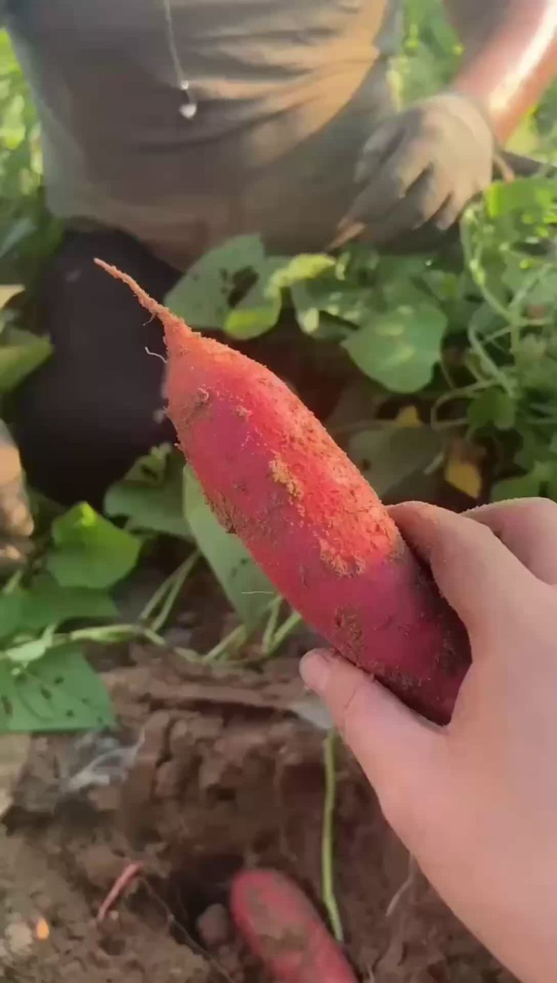 西瓜红商品薯需要的老板联系