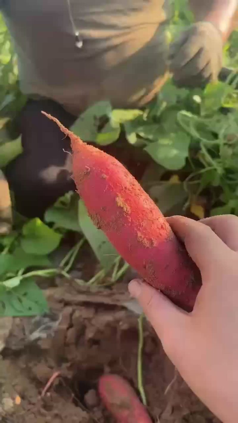 西瓜红商品薯需要的老板联系
