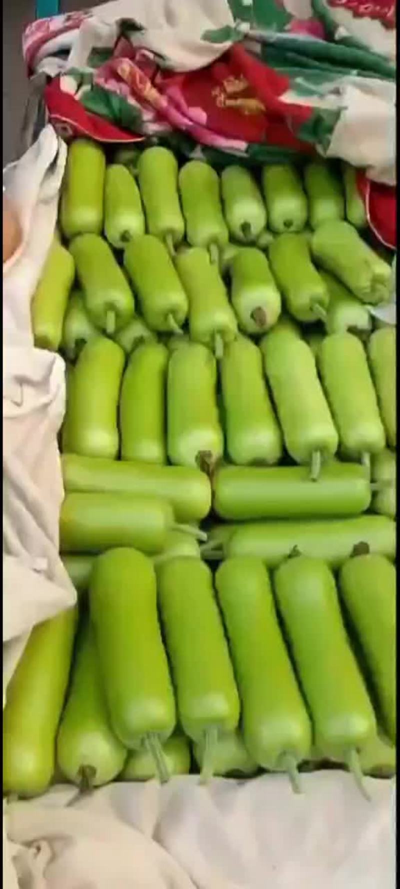 瓠子大量现货，价格便宜，包装人工齐全，质量保证