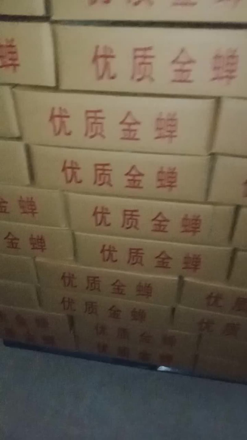 蝉蛹