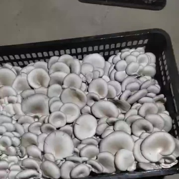 平菇