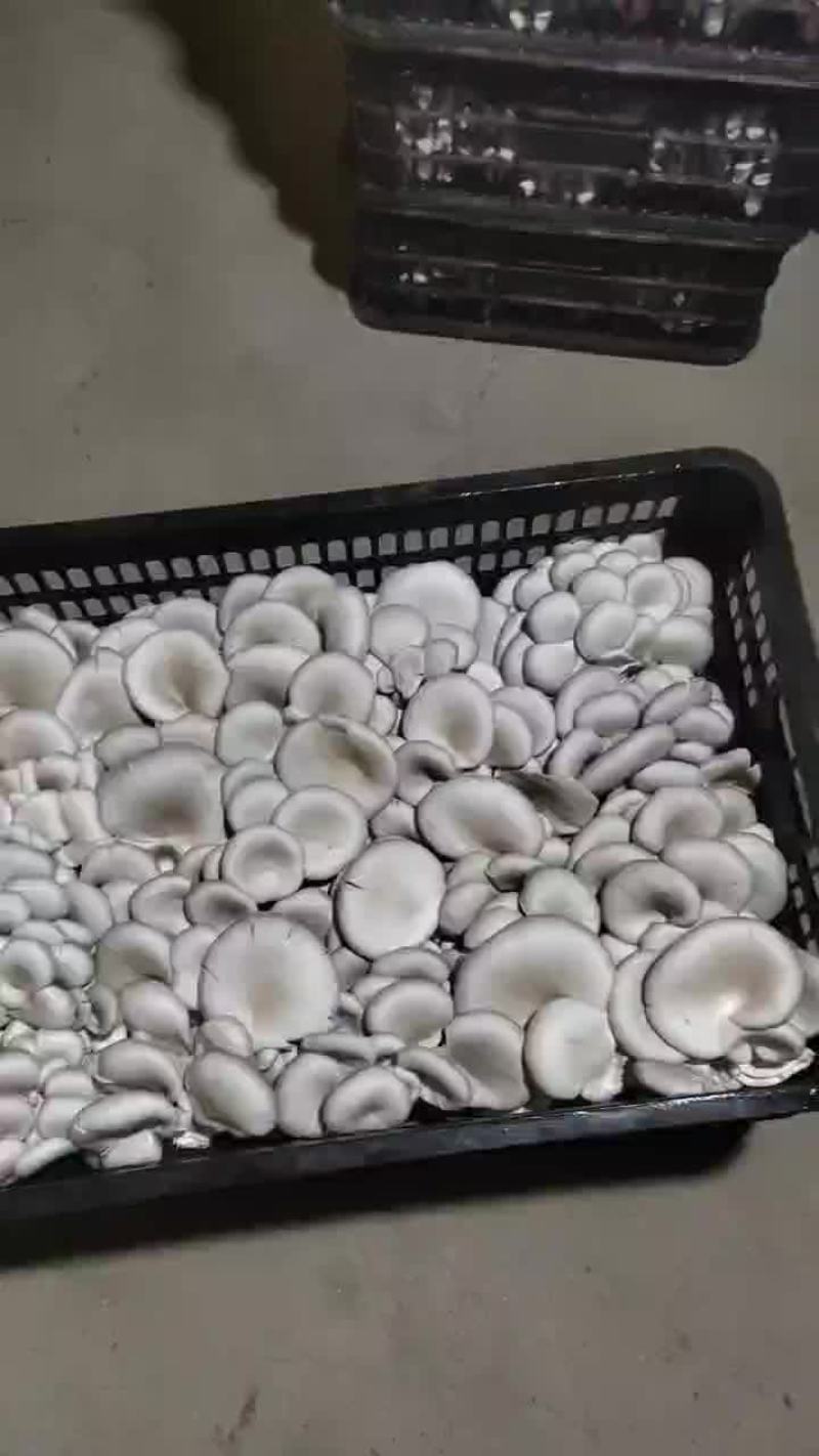 平菇
