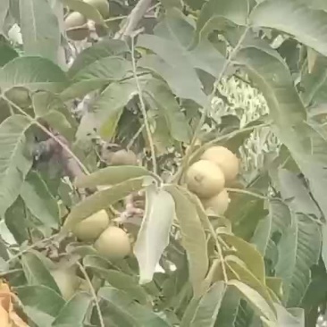 核桃大量市