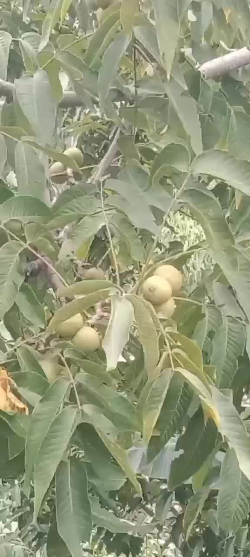 核桃大量市