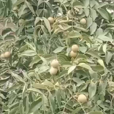 青皮核桃