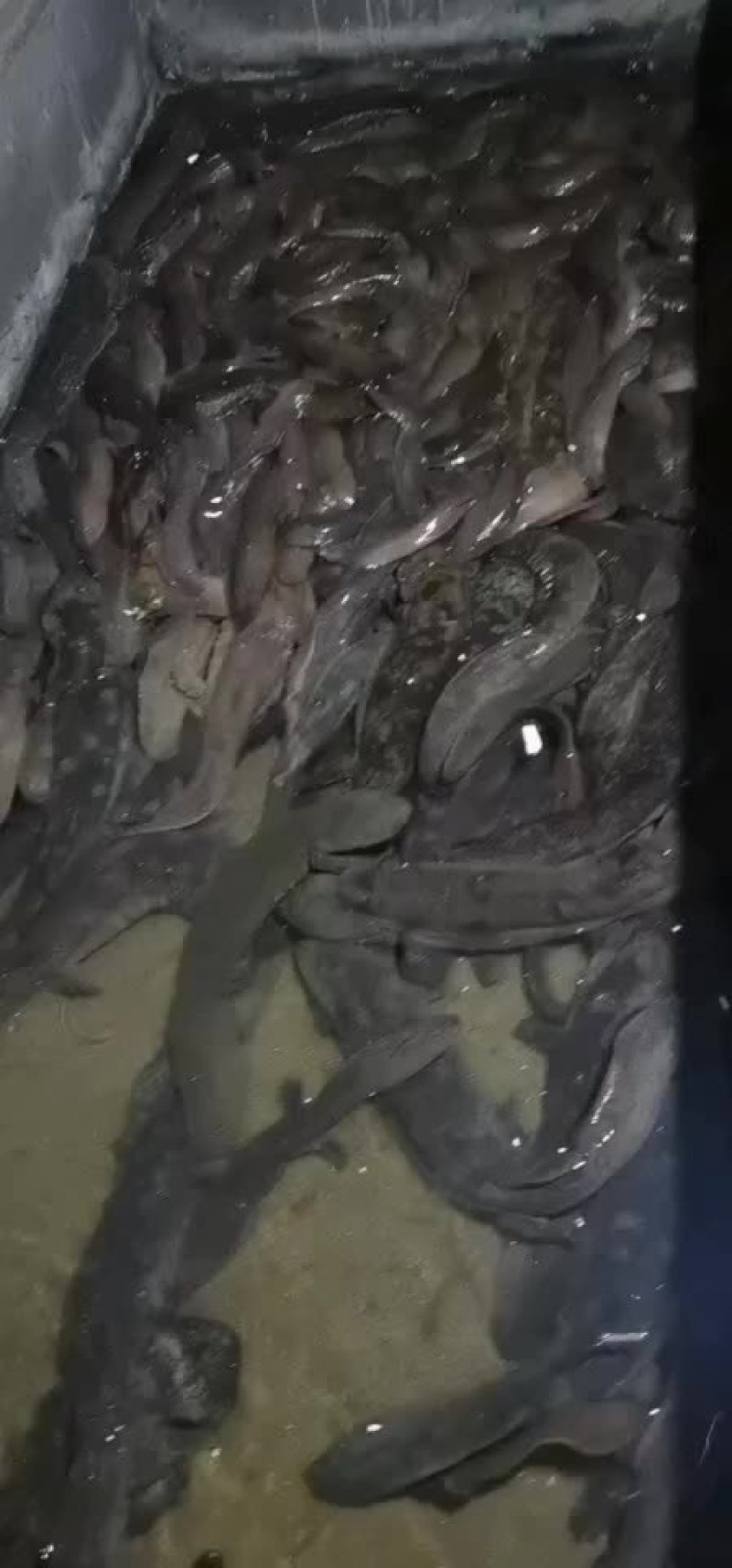 娃娃鱼苗
