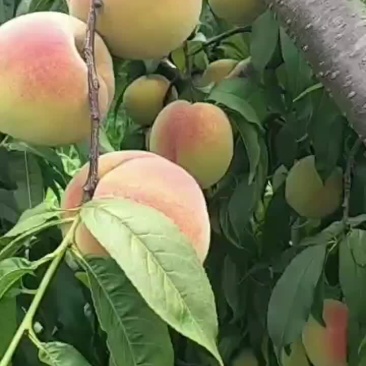 锦绣黄桃