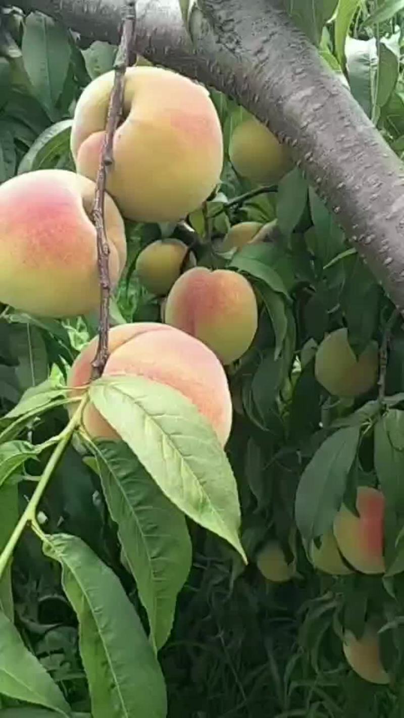 锦绣黄桃