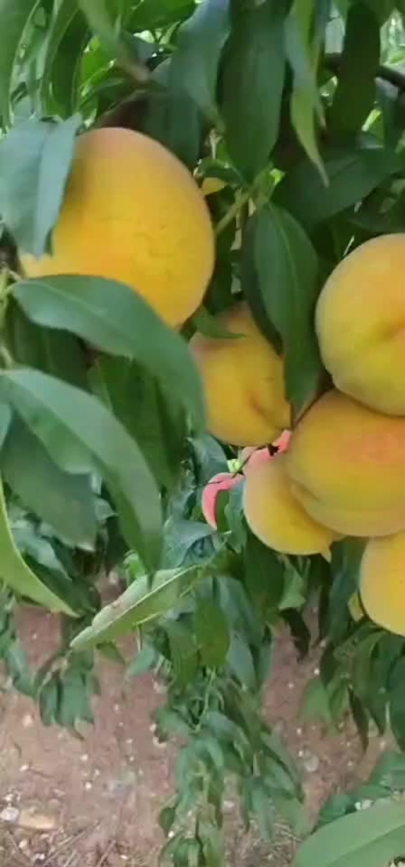 锦绣黄桃