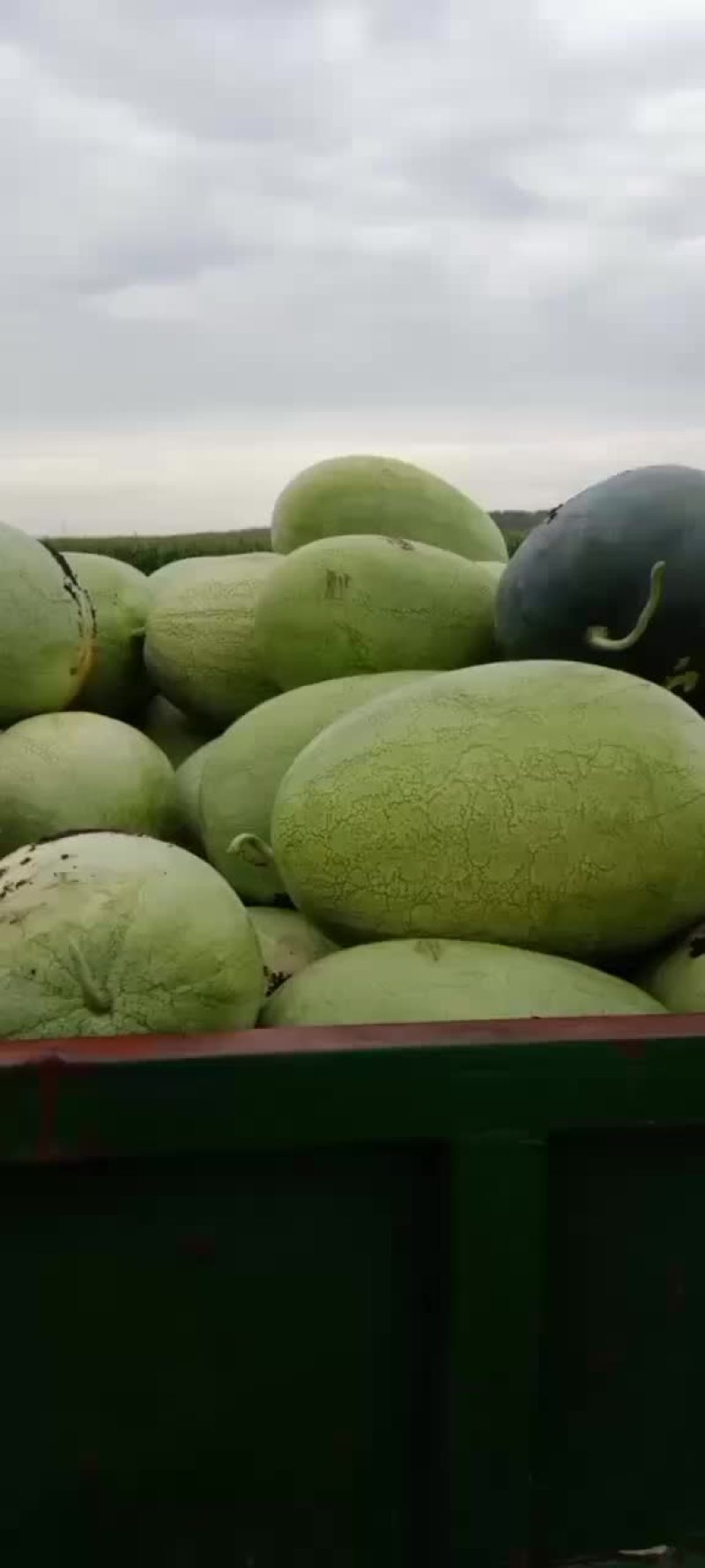 新红宝西瓜，就是甜
