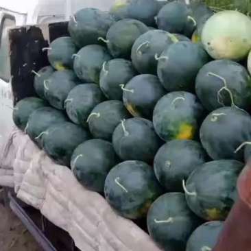 新红宝西瓜，就是甜