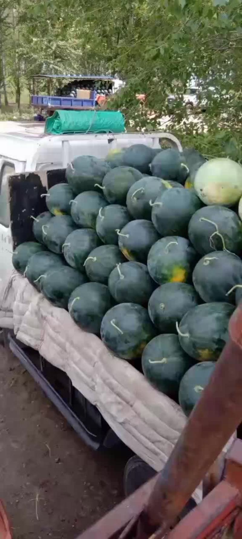 新红宝西瓜，就是甜