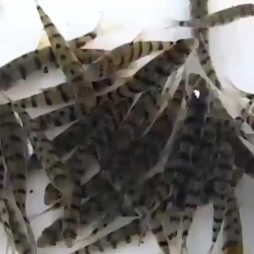 溪石斑鱼苗
