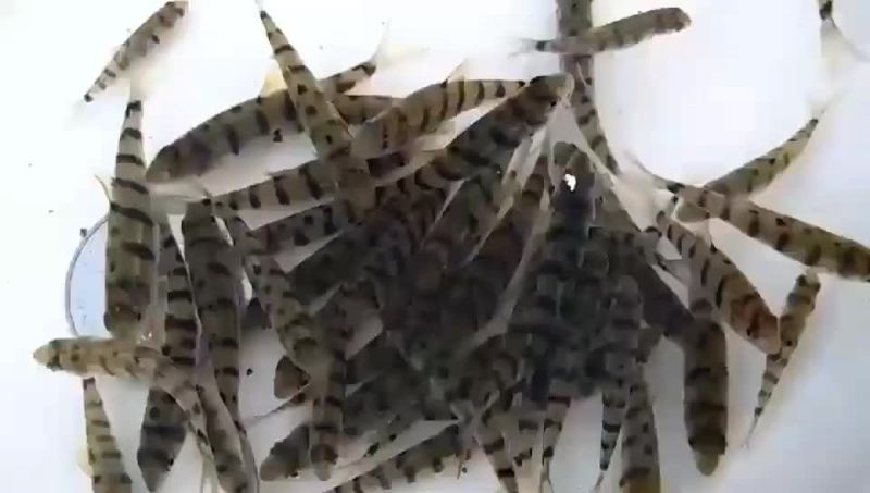 溪石斑鱼苗
