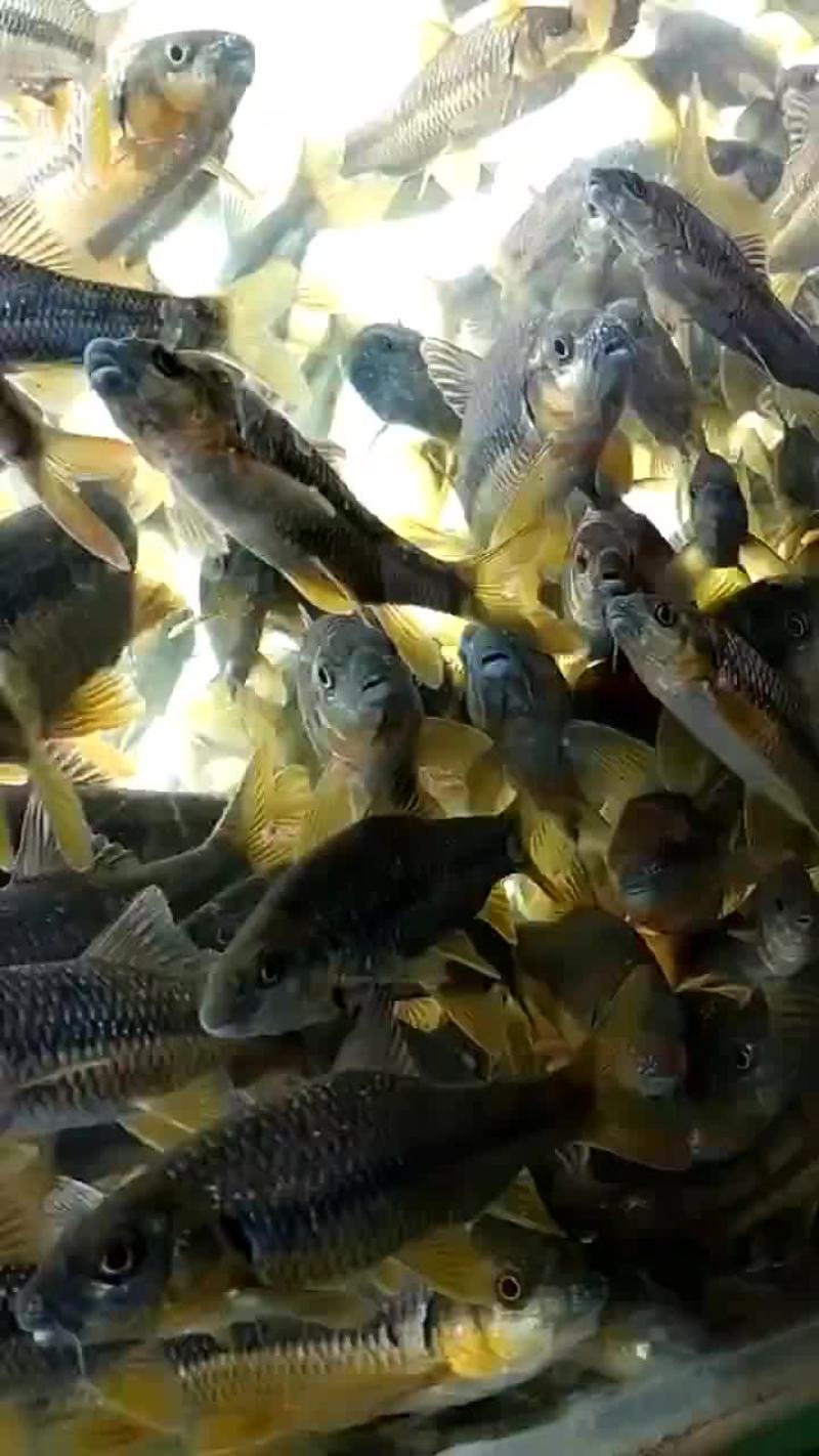 溪石斑鱼苗