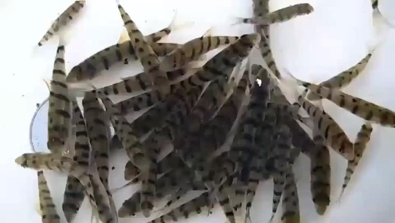 溪石斑鱼苗
