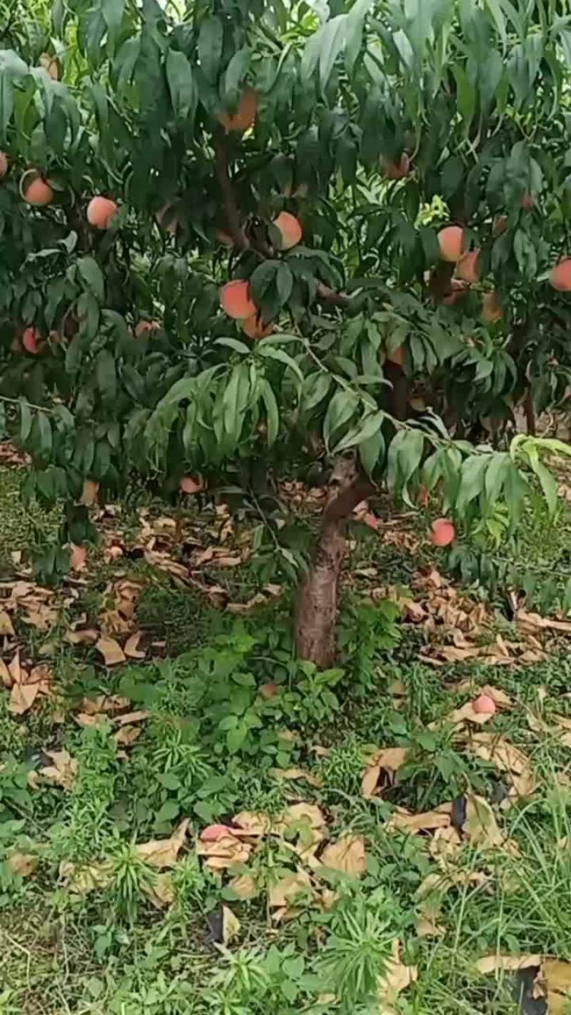 九号量大上市了