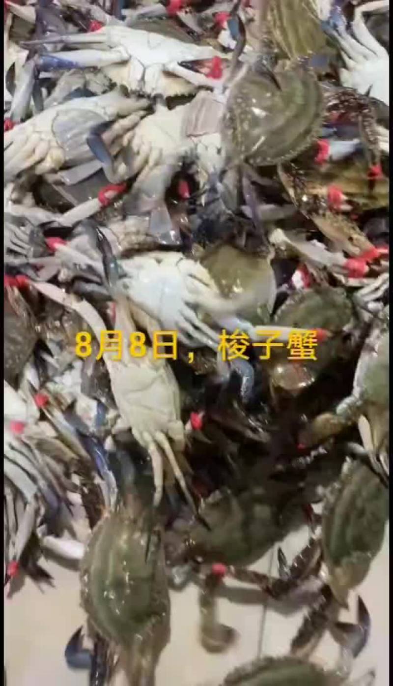 梭子蟹