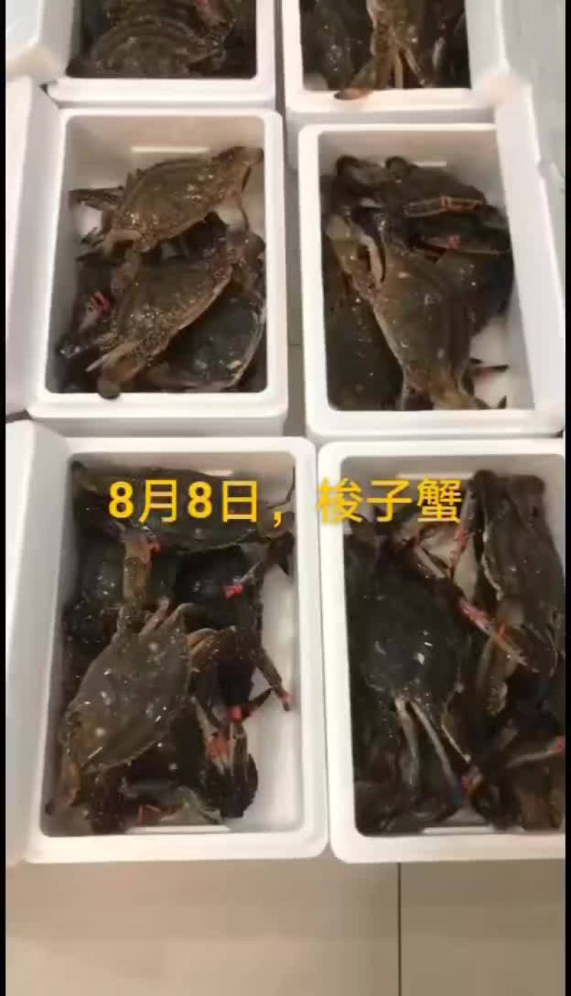 梭子蟹
