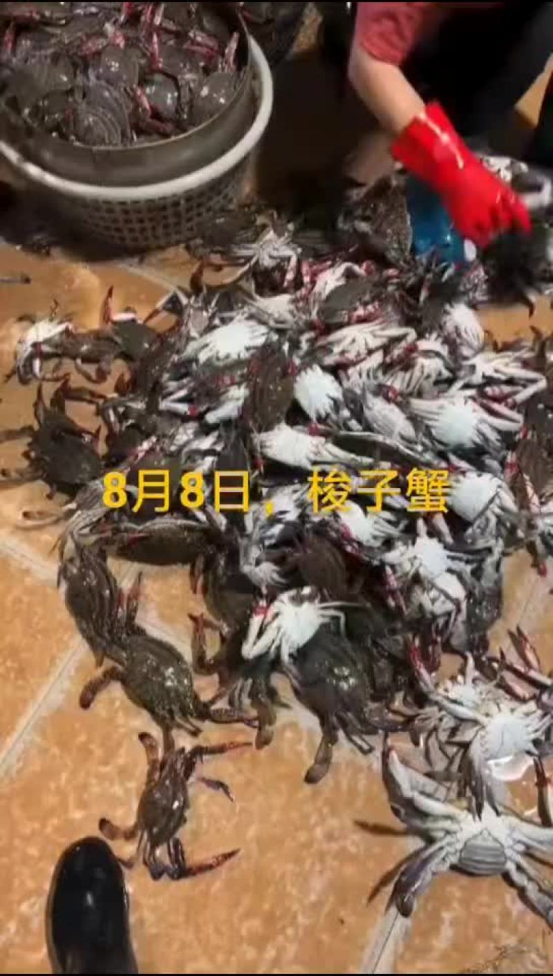 梭子蟹