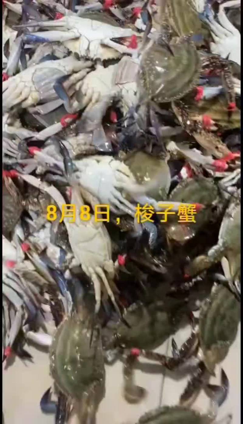 梭子蟹