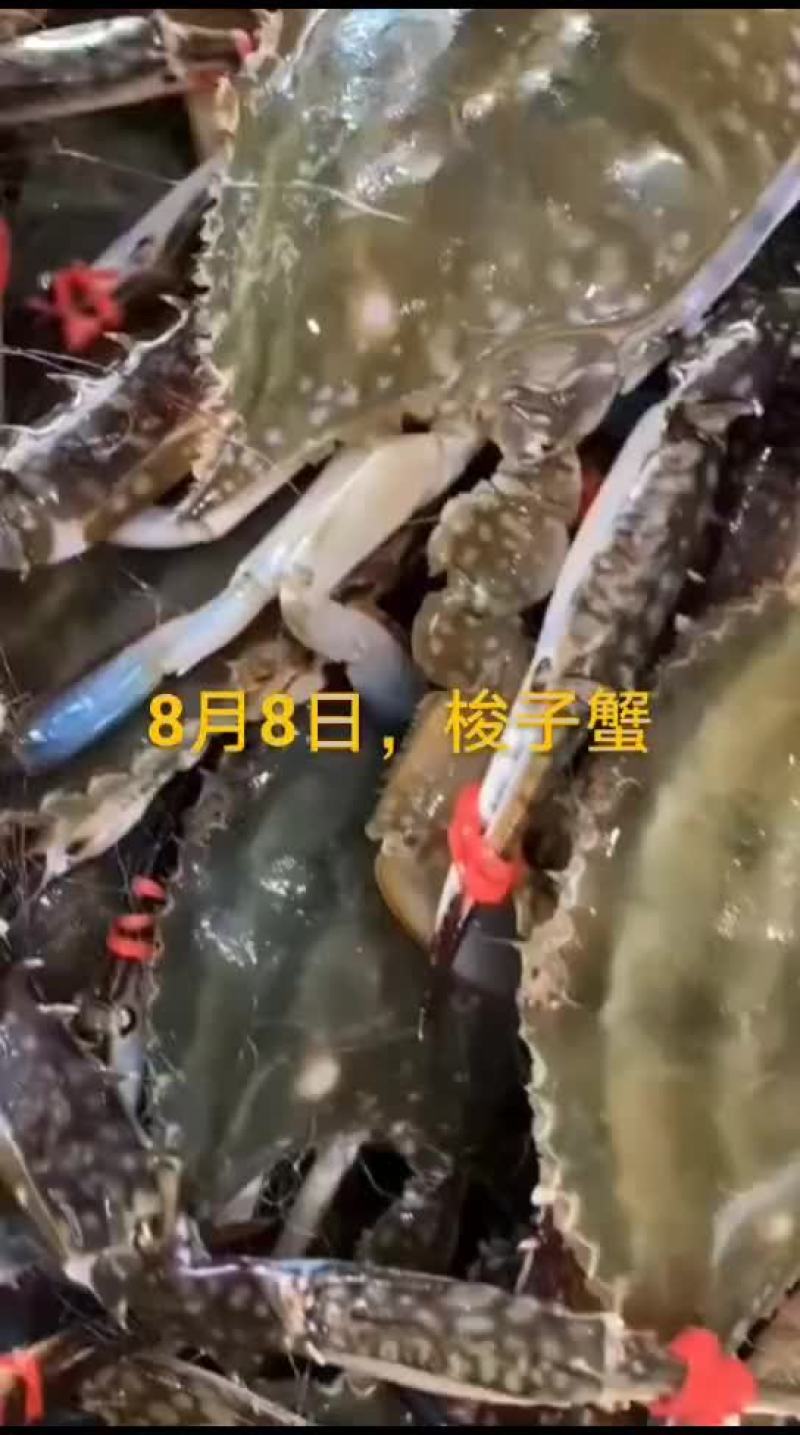 梭子蟹