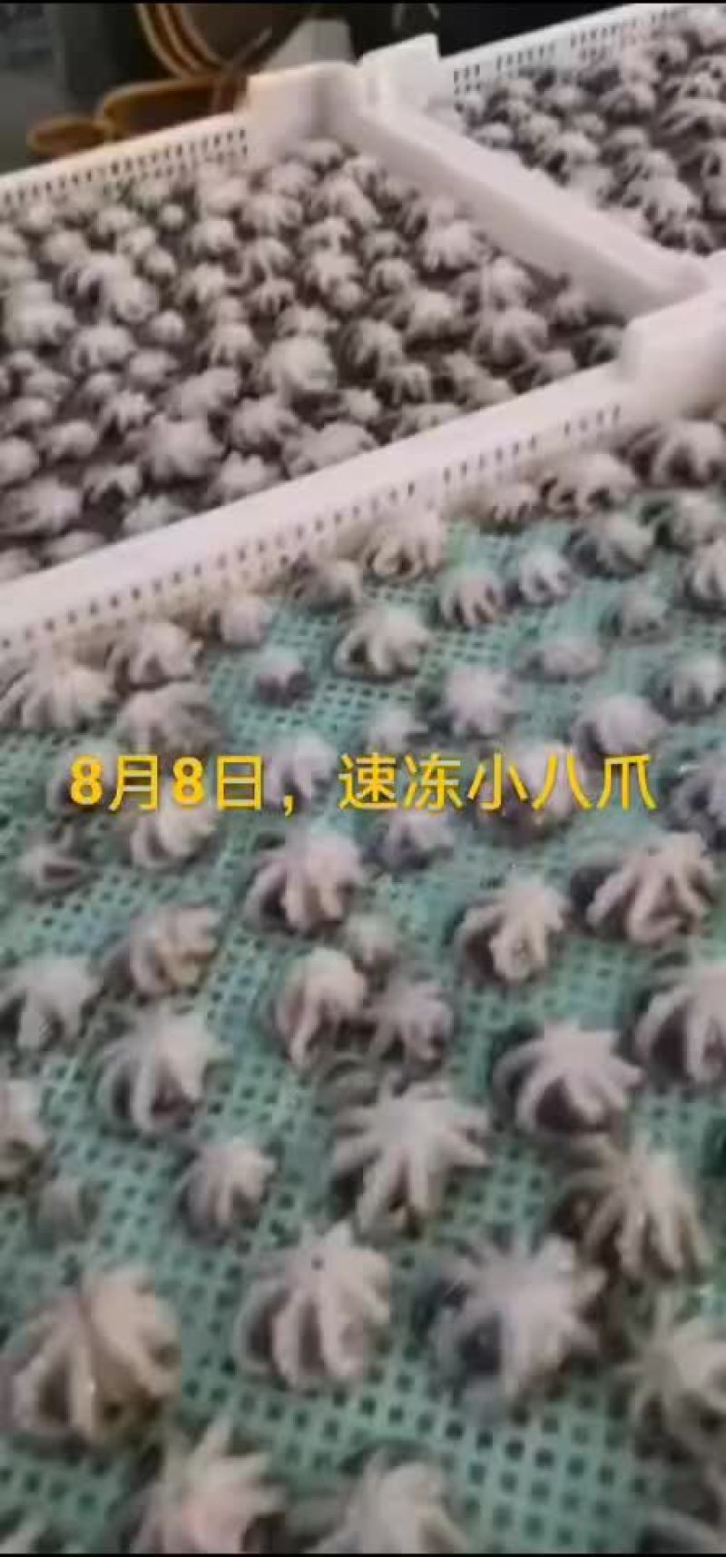 八爪鱼